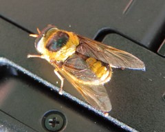 Scaptia pulchra