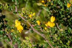 Bossiaea foliosa