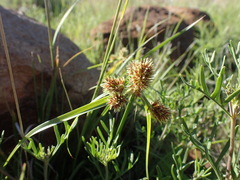 Cyperus congestus