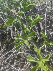 Cissus cactiformis