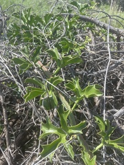 Cissus cactiformis
