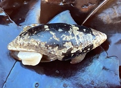 Atrimitra