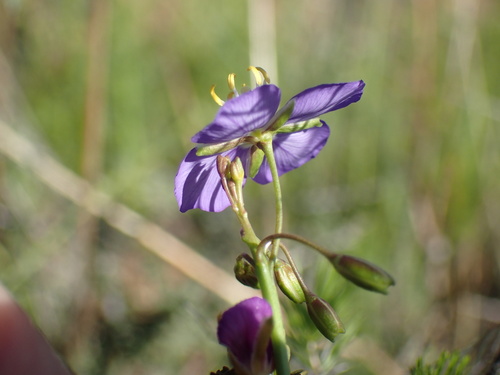 Image of Heliophila suavissima by (c) Mahomed Desai, some rights reserved (CC BY)