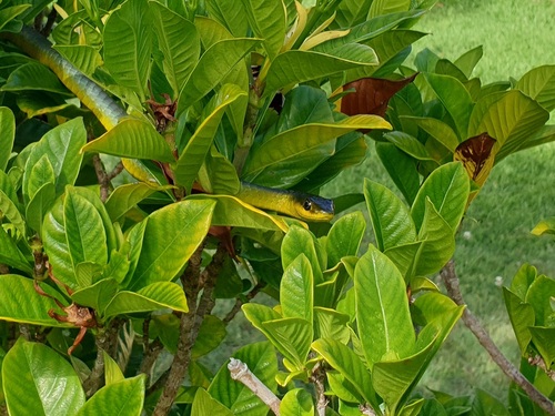 Common Tree Snake sighting
