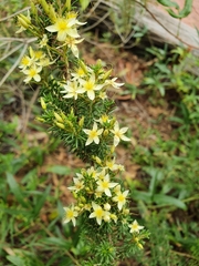 Calytrix angulata