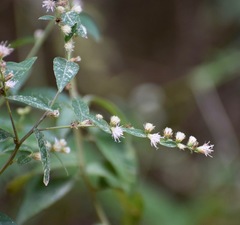 Lepidaploa canescens
