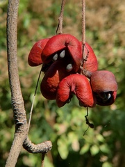 Sterculia foetida