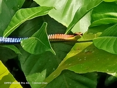 Dendrelaphis kopsteini