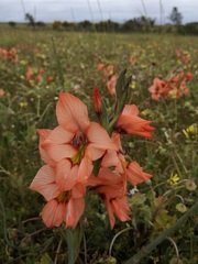 Gladiolus meliusculus