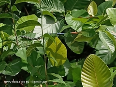Dendrelaphis kopsteini