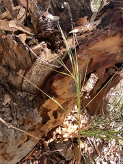 Austrostipa pubescens