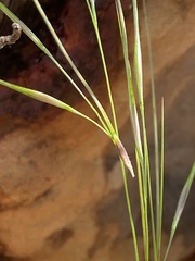 Austrostipa pubescens