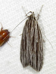Leistarcha amphigramma