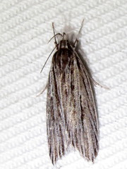 Leistarcha amphigramma