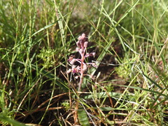 Ledebouria luteola