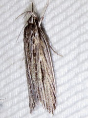 Leistarcha amphigramma