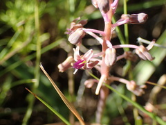 Ledebouria luteola