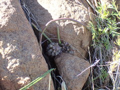Anacampseros filamentosa