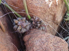 Anacampseros filamentosa