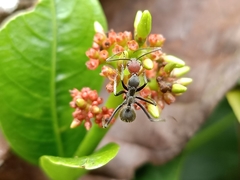 Camponotus singularis singularis