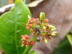 Camponotus singularis singularis