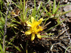 Geigeria burkei