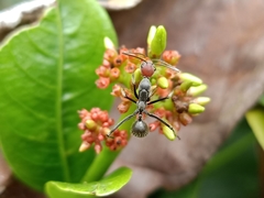 Camponotus singularis singularis