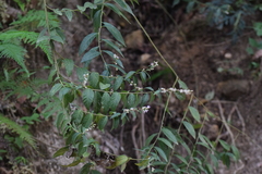 Lepidaploa canescens