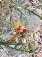 Jacksonia furcellata