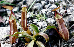 Nepenthes sanguinea