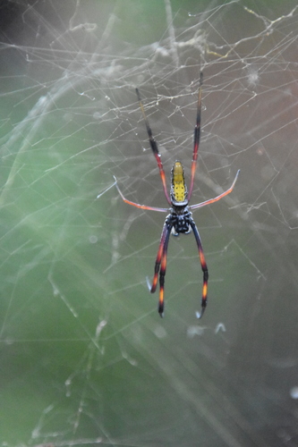 Redleg Orbweaver