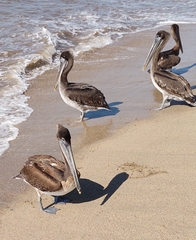 Pelecanus occidentalis