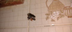 Nesticodes rufipes