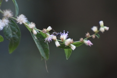 Lepidaploa canescens