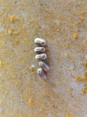Marmessoidea rosea