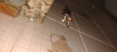Nesticodes rufipes