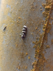 Marmessoidea rosea