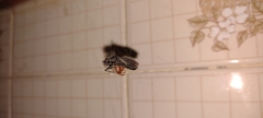 Nesticodes rufipes