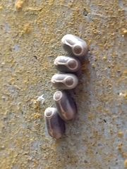 Marmessoidea rosea
