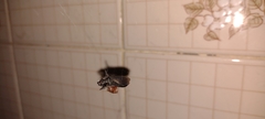 Nesticodes rufipes