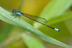 Acanthagrion trilobatum