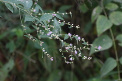 Lepidaploa canescens