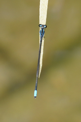 Acanthagrion trilobatum