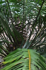 Lepidozamia hopei