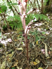 Gastrodia cunninghamii