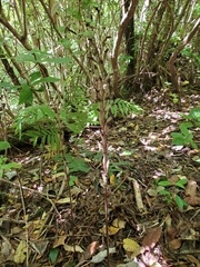 Gastrodia cunninghamii