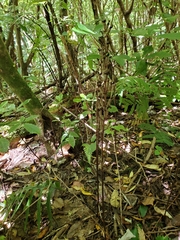 Gastrodia cunninghamii