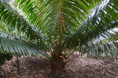 Lepidozamia hopei