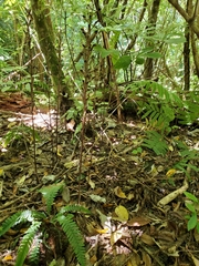 Gastrodia cunninghamii