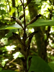 Gastrodia cunninghamii